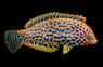 Black Spotted Leopard Wrasse