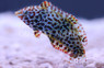 Black Spotted Leopard Wrasse :: 33546