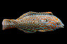 Black Spotted Leopard Wrasse, Male