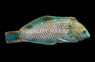 Black Spotted Leopard Wrasse, Male