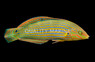 Melanurus Wrasse, Female