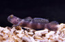 Y Bar Shrimp Goby :: 18645