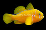 Citrinus Clown Goby