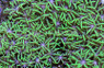 Green Starburst Polyp :: 55533