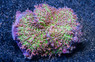 Frilly Bounce Mushroom :: 55558