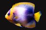 African Angelfish :: 10001