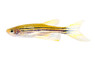 Zebra Longfin :: 22003