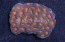 Red Eye Orange Echinata Coral :: 52123