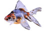 Calico Fantail Goldfish :: 31010