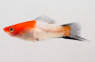 Santa Claus Wag Swordtail :: 69018