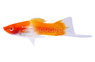 Koi Kohako Swordtail :: 69019