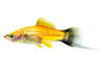 Pineapple Wag Swordtail :: 69020