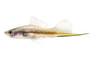 Green Swordtail :: 69023