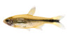 Silver Tip Tetra :: 71003
