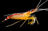 Scarlet Skunk Cleaner Shrimp :: 57509