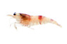 Red Crystal Shrimp :: 90001
