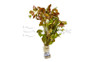 Red Ludwigia - bunch :: 80218