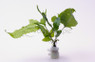 Asian Bolbitis Broadleaf Fern (rooted) :: 80219