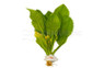 Amazon Sword 6 - 8" (rooted) :: 80230
