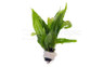 Java Fern (rooted) :: 80233