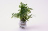 African Bolbitis Mini Fern (rooted) :: 80300