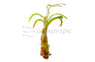 African Onion Crinum :: 80306