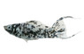 Dalmatian Lyretail Molly :: 51136