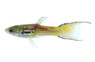 Endler's Leopard Guppy, Male :: 94407