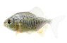 Red Pacus :: 99296