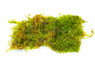 Moss Flame (flat pack) :: 83535