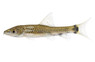 Flying Fox Silver Algae Eater :: 00201