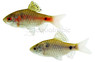 Odessa Barb :: 08005