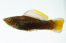 Chocolate Molly :: 47038