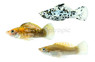 Mixed Molly :: 47100