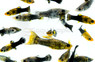 Assorted Livebearer Feeder :: 48300
