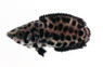 Leopard Ctenopoma :: 49500
