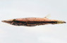 Green Spotted Crocodile Pike  :: 49504