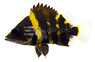 Irian Jaya Tiger Datnoid :: 49507