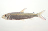 Vittatus Tigerfish  :: 49508