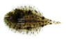 Hogchoker Sole Flounder :: 49515