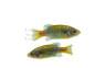 San Marcos Redtail Splitfin Goodeid :: 49523