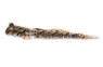 Graceful Mudskipper  :: 49524