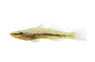 Duckbill Sleeper - Crazy Fish :: 49525