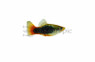 Coral Blue Tuxedo Platy :: 57033