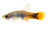 Hifin Blue Sunset Platy :: 57200