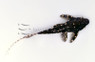 Polka Dot Lyre Tail Plecostomus L155 :: 58040