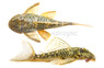 Orange Seam Plecostomus L-106 :: 58043