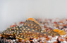 Gold Nugget Plecostomus L177 :: 58046