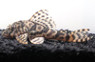 Tiger Xingu Plecostomus L015 :: 58049