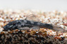 Spotted Bristlenose Plecostomus :: 58051